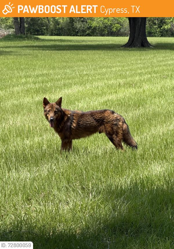 Found/Stray Unknown Dog last seen Cypress Rosehill & Juergen , Cypress, TX 77429