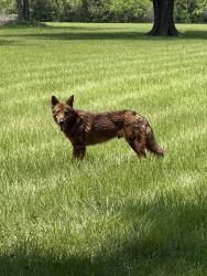 Found/Stray Unknown Dog last seen Cypress Rosehill & Juergen , Cypress, TX 77429