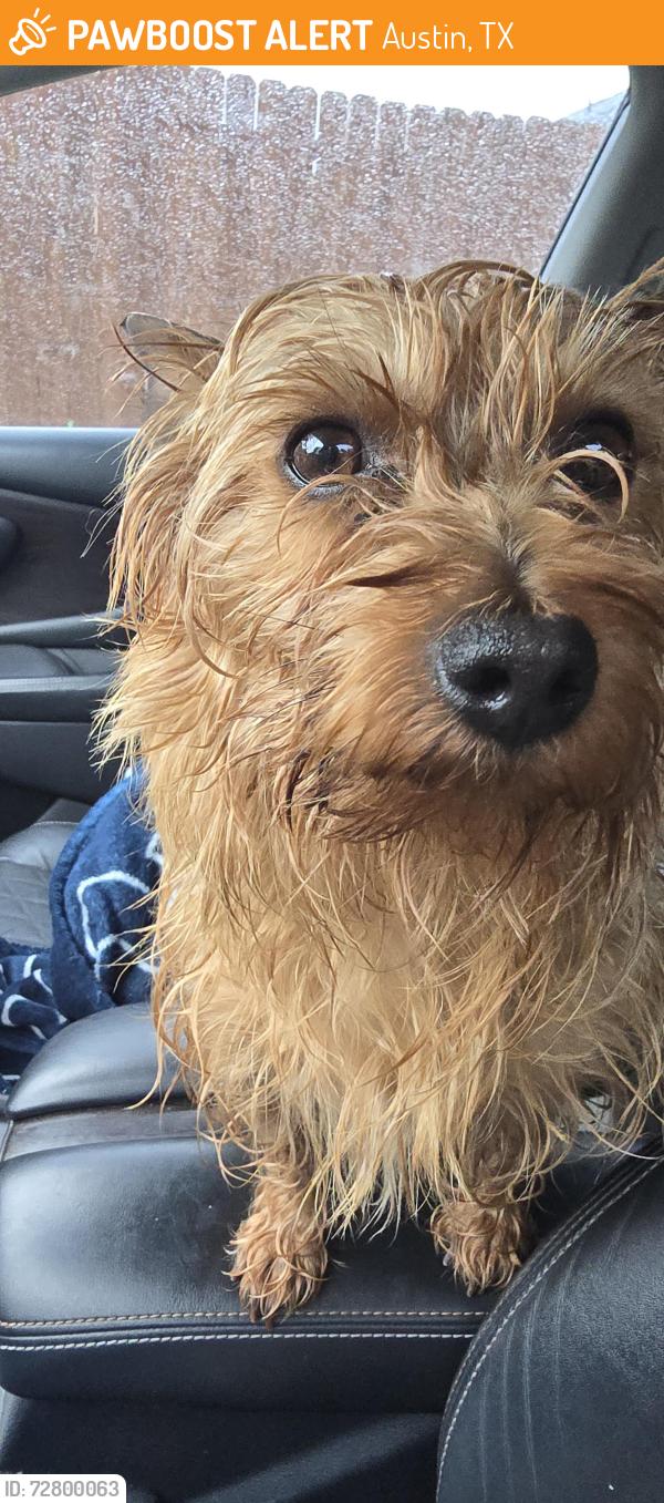 Found/Stray Male Dog last seen Colton Bluff Springs Rd. , Austin, TX 78744