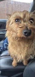 Found/Stray Male Dog last seen Colton Bluff Springs Rd. , Austin, TX 78744