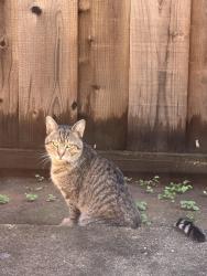 Found/Stray Male Cat last seen Midvale Ave & Macarthur Blvd, Oakland, CA 94602