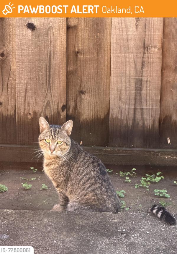 Found/Stray Male Cat last seen Midvale Ave & Macarthur Blvd, Oakland, CA 94602
