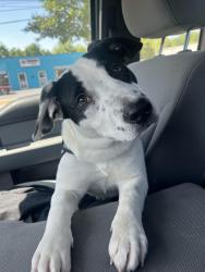 Found/Stray Female Dog last seen Bowstring , Raleigh, NC 27608