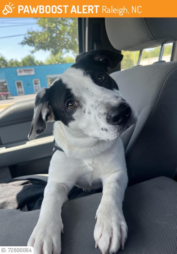 Found/Stray Female Dog last seen Bowstring , Raleigh, NC 27608
