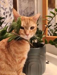 Lost Male Cat last seen Bromley rd. and 7380 S., West Jordan, UT 84084