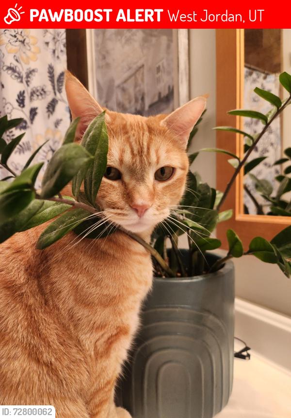 Lost Male Cat last seen Bromley rd. and 7380 S., West Jordan, UT 84084