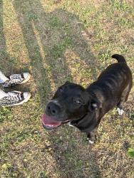 Found/Stray Female Dog last seen 23rd ct and Fortune , Panama City, FL 32405