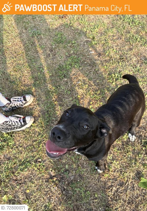 Found/Stray Female Dog last seen 23rd ct and Fortune , Panama City, FL 32405