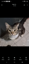 Lost Female Cat last seen Woodland Park ests space 391, Eugene, OR 97402