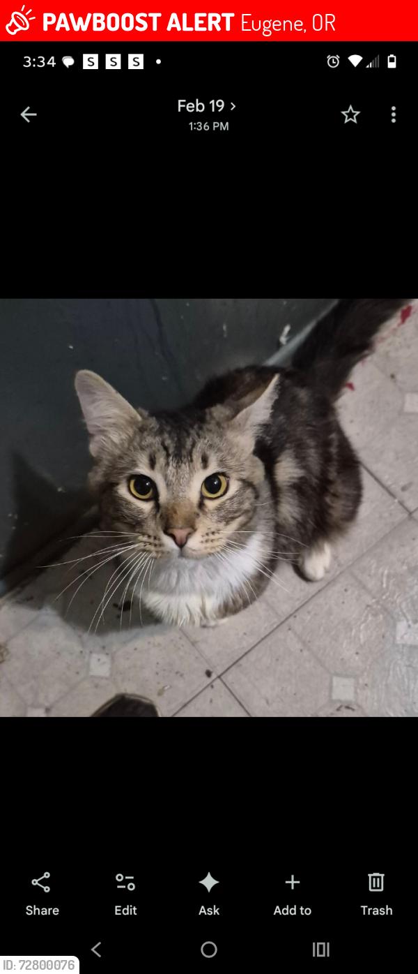 Lost Female Cat last seen Woodland Park ests space 391, Eugene, OR 97402
