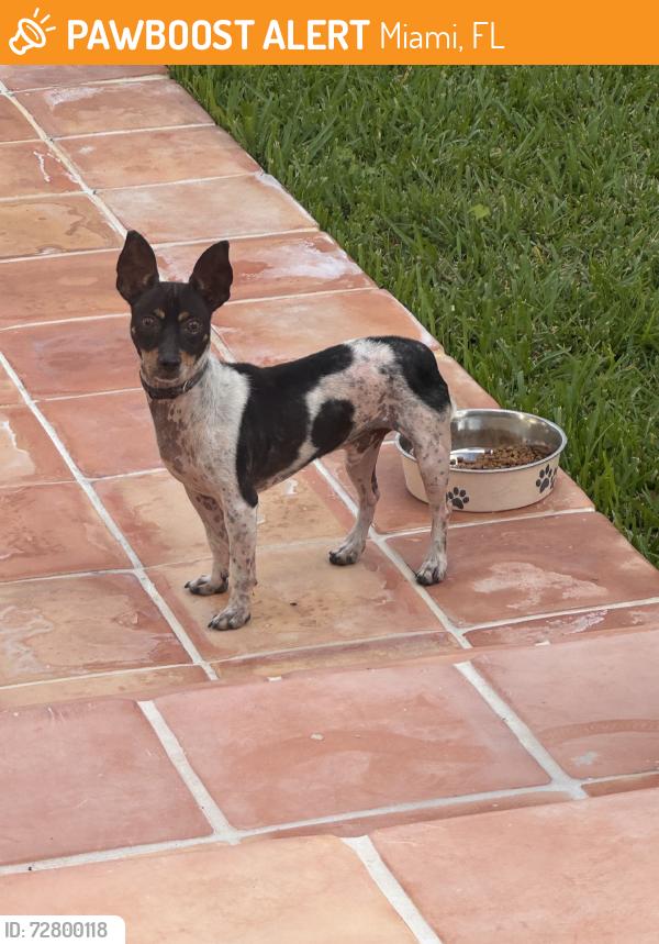 Found/Stray Male Dog last seen Near Shenandoah Park, Miami, FL 33145