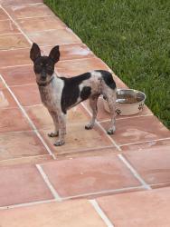 Found/Stray Male Dog last seen Near Shenandoah Park, Miami, FL 33145