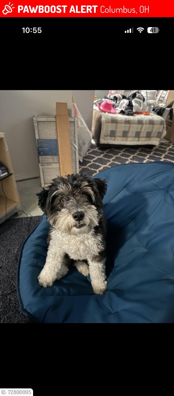 Lost Female Dog last seen McAllister Avenue, East Main Street, Columbus, OH 43227