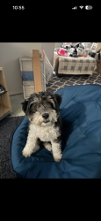 Lost Female Dog last seen McAllister Avenue, East Main Street, Columbus, OH 43227