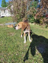 Found/Stray Male Dog last seen Near wildlife viewing and Polo Farms in longs sc , Longs, SC 29568