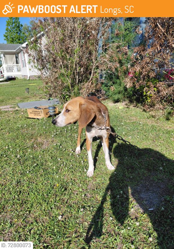 Found/Stray Male Dog last seen Near wildlife viewing and Polo Farms in longs sc , Longs, SC 29568