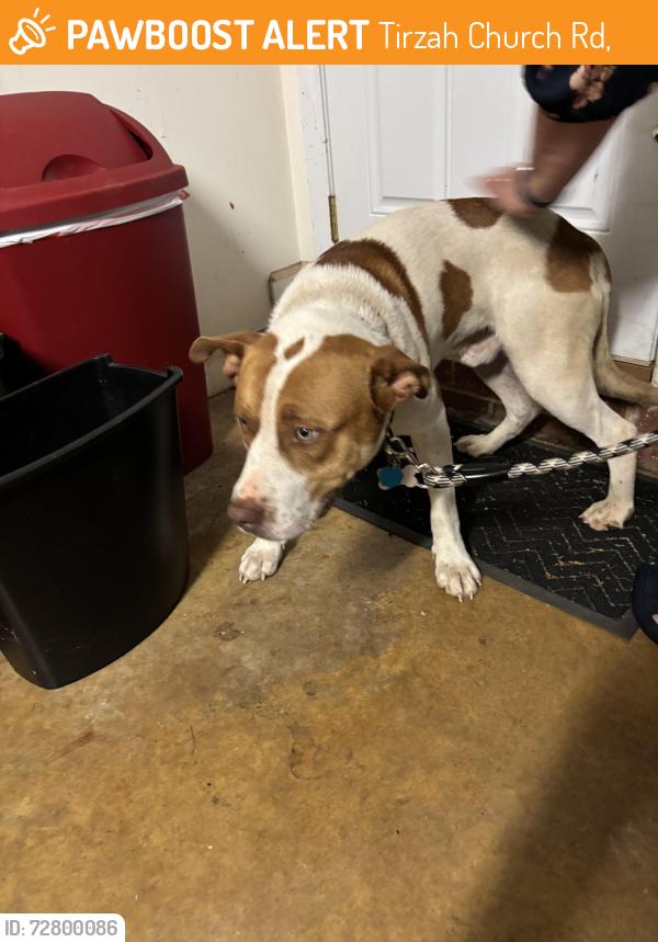 Found/Stray Male Dog last seen Tirzah Church and Timberhitch rd Waxhaw, Tirzah Church Rd,  29720