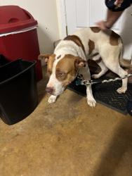 Found/Stray Male Dog last seen Tirzah Church and Timberhitch rd Waxhaw, Tirzah Church Rd,  29720