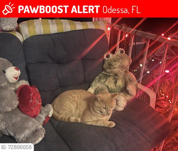 Lost Male Cat last seen He could be down Altamont road or could have gone to the Gray Hawk neighborhood , Odessa, FL 33556