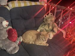 Lost Male Cat last seen He could be down Altamont road or could have gone to the Gray Hawk neighborhood , Odessa, FL 33556