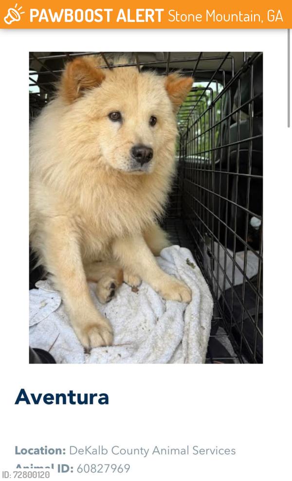 Found/Stray Male Dog last seen found in Stone Mountain Park, Stone Mountain, GA 30083