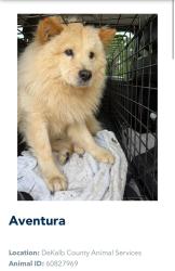 Found/Stray Male Dog last seen found in Stone Mountain Park, Stone Mountain, GA 30083