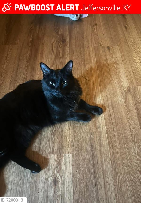 Lost Male Cat last seen Near Steele Road, Jeffersonville Kentucky 40337, Jeffersonville, KY 40337
