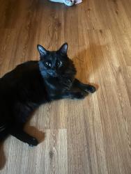 Lost Male Cat last seen Near Steele Road, Jeffersonville Kentucky 40337, Jeffersonville, KY 40337