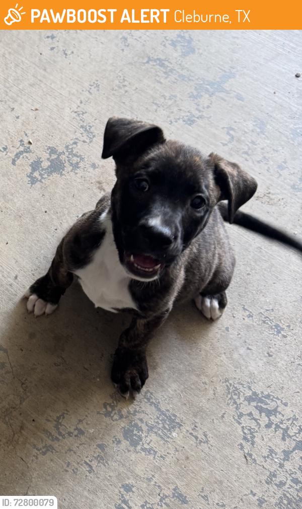 Found/Stray Male Dog last seen Old Foamy, Cleburne, TX 76033
