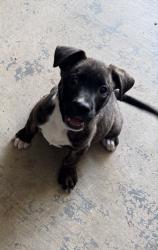 Found/Stray Male Dog last seen Old Foamy, Cleburne, TX 76033