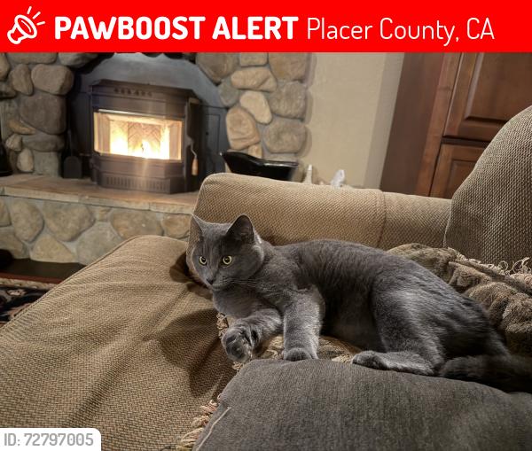 Lost Male Cat last seen William Drive/Christian Valley Rd, Placer County, CA 95602