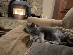 Lost Male Cat last seen William Drive/Christian Valley Rd, Placer County, CA 95602