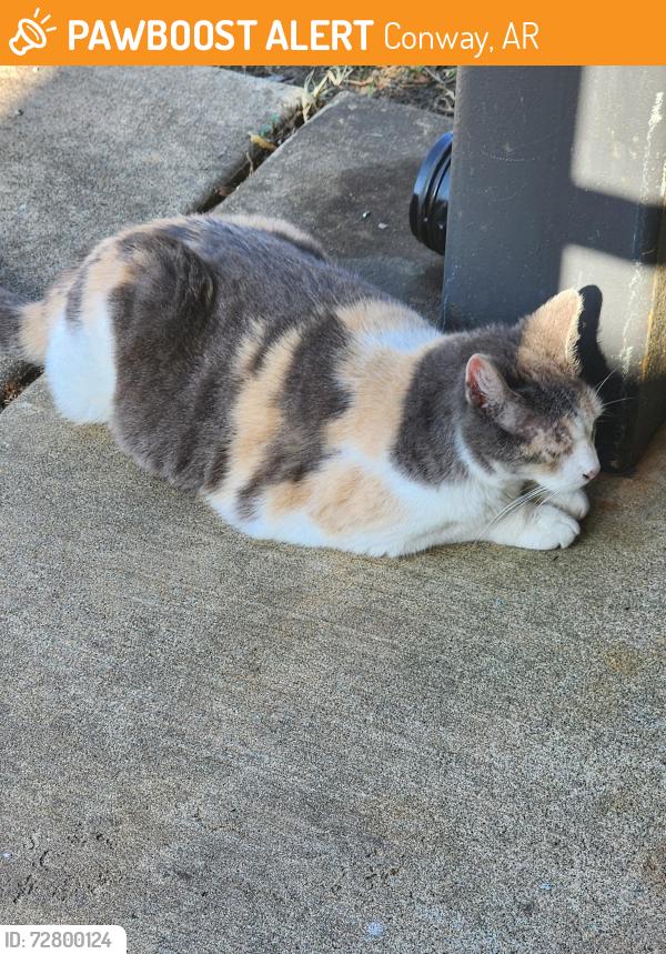 Found/Stray Unknown Cat last seen Has been wandering the dens on martin apmt complex for the last three days, Conway, AR 72034