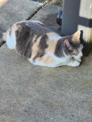 Found/Stray Unknown Cat last seen Has been wandering the dens on martin apmt complex for the last three days, Conway, AR 72034