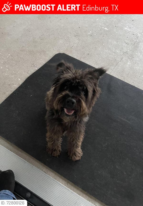 Lost Male Dog last seen Trenton Rd , Edinburg, TX 78539