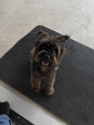 Lost Male Dog last seen Trenton Rd , Edinburg, TX 78539