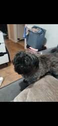 Lost Male Dog last seen Cedros and Wyandotte, Los Angeles, CA 91405