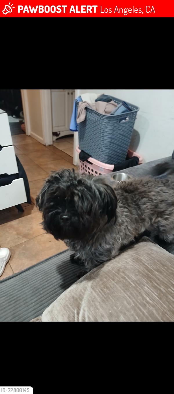 Lost Male Dog last seen Cedros and Wyandotte, Los Angeles, CA 91405