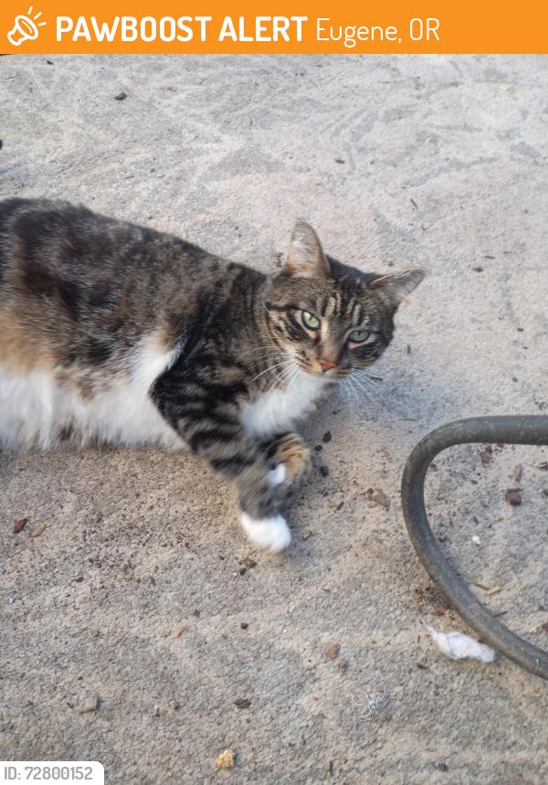 Found/Stray Unknown Cat last seen Terry st & Barger , Eugene, OR 97402