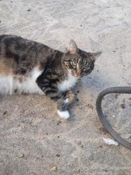 Found/Stray Unknown Cat last seen Terry st & Barger , Eugene, OR 97402