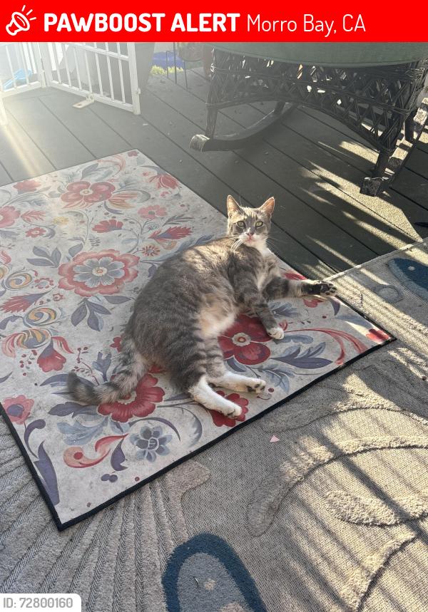 Lost Male Cat last seen Monterey & Anchor , Morro Bay, CA 93442