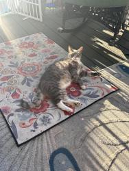 Lost Male Cat last seen Monterey & Anchor , Morro Bay, CA 93442