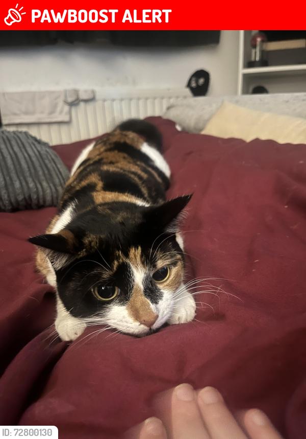 Lost Female Cat last seen North avenue, Essex, England SS8 9HE