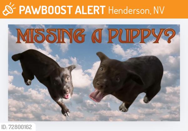 Found/Stray Unknown Dog last seen Stephanie and Patrick, Henderson, NV 89014