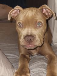 Lost Female Dog last seen Howellsferry rd, lighthouse assembly church , Semmes, AL 36575