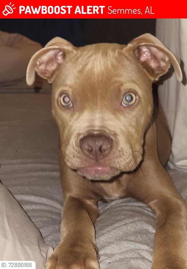 Lost Female Dog last seen Howellsferry rd, lighthouse assembly church , Semmes, AL 36575
