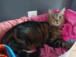 Lost Female Cat last seen Hackwood St & Walnut St, Woodbridge, VA 22191