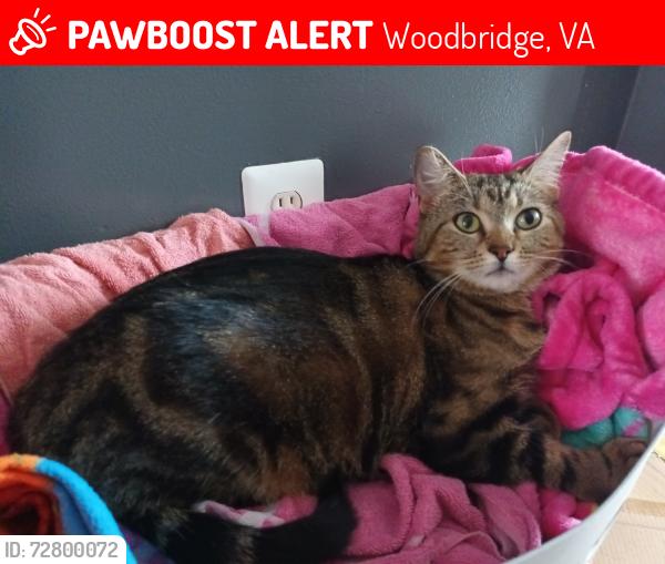 Lost Female Cat last seen Hackwood St & Walnut St, Woodbridge, VA 22191