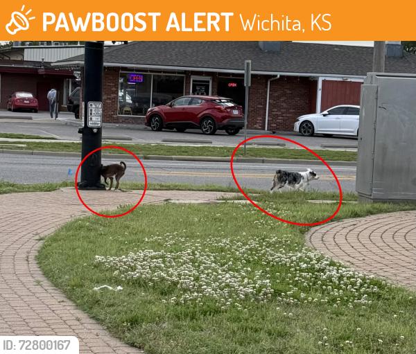 Found/Stray Unknown Dog last seen Central and Sheridan , Wichita, KS 67203