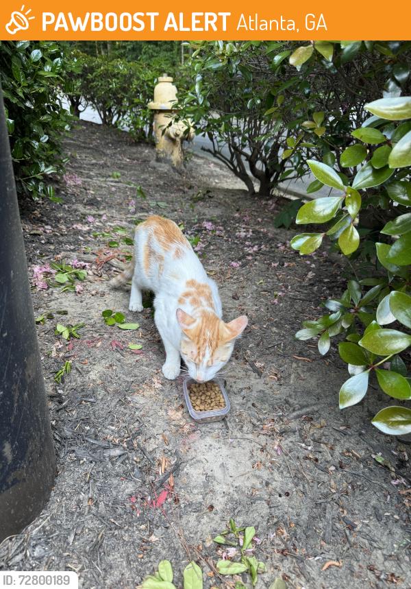 Found/Stray Unknown Cat last seen Around Montclair Elementary , Atlanta, GA 30329